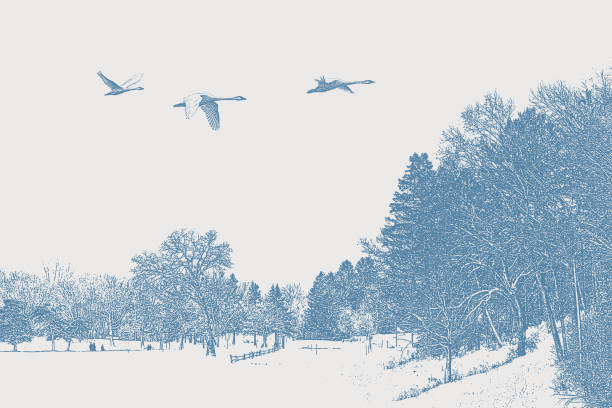 Winter landscape with flying trumpeter swans