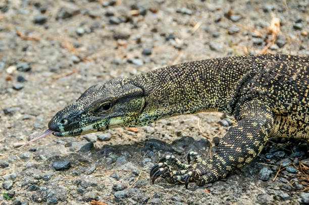 istock Lace Monitor Goanna (Varanus varius) 1296082244