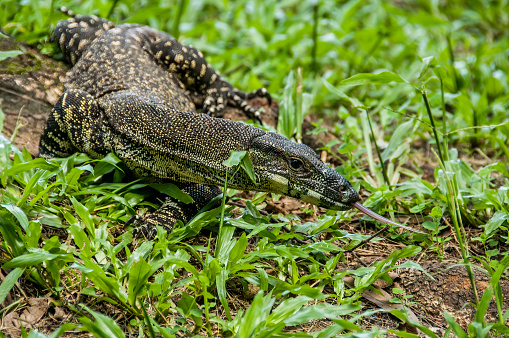 Goanna crawling on the ground with his tongue sticking out