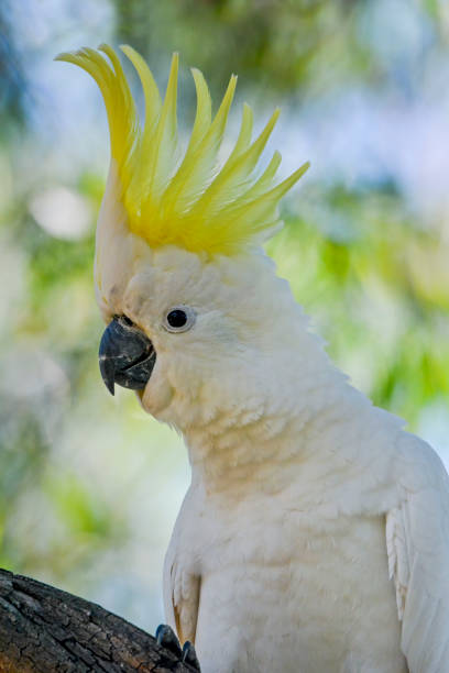 istock Sulphur Crested Cockatoo 1296082787