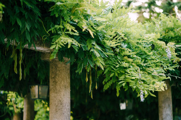 istock Wisteria seeds after flowering on a columnar arch. 1296084372