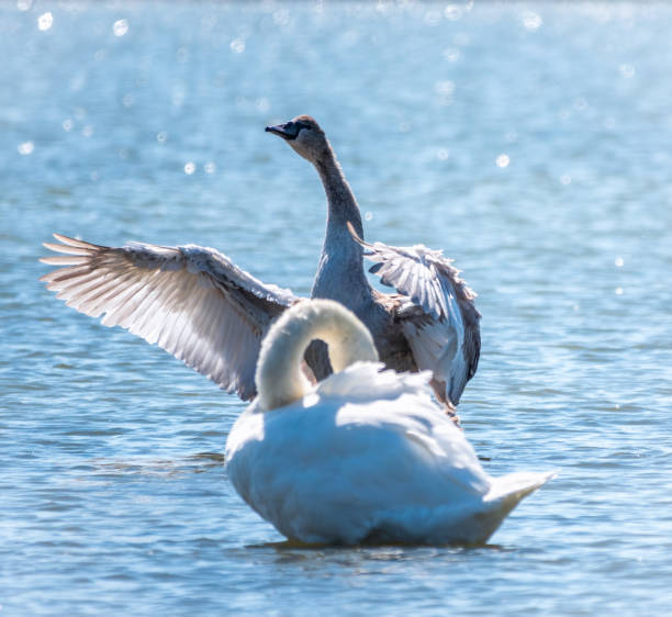 istock A young brown coloured white swan flaps its wings on the water. 1296085800