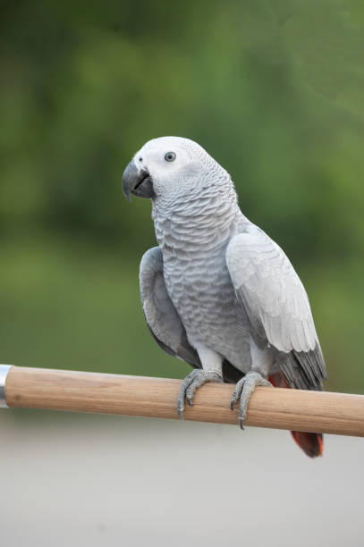 istock African Gray Bird On Natural Backdrop 1296090855