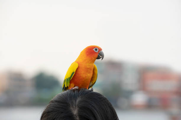 istock Sun conure parrot on a maiden head 1296090858