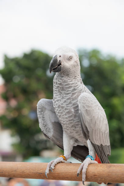 istock African gray parrot on blurred green background 1296090876