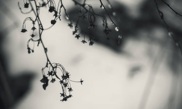 istock Dry plant in winter forest, toned close up silhouette 1296090941