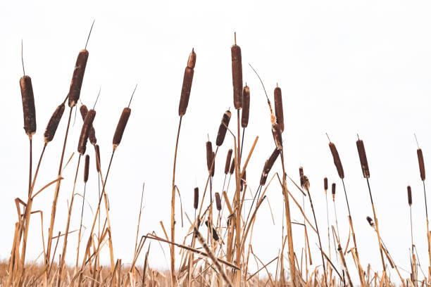 plantas de typha seca sobre el cielo blanco backgroun - frozen cold lake reed fotografías e imágenes de stock