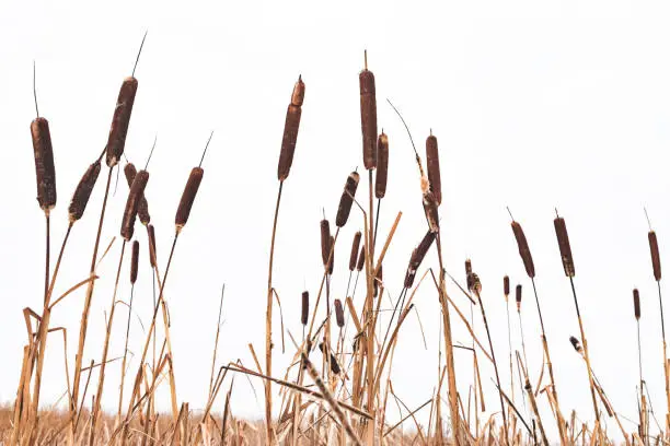 Dry Typha plants over white sky background, natural winter background photo with selective focus