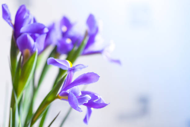 istock Japanese irises over blurred background, macro photo 1296090960