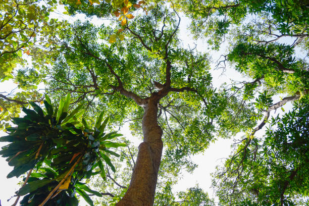 istock Low angle shot of a big tree with many branches. 1296091046