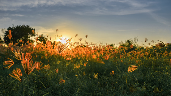 Roadside grass flower with sun background