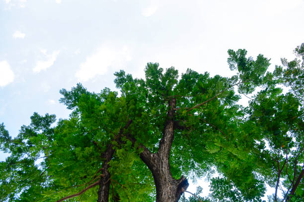 istock Low angle shot of a big tree with many branches. 1296091758