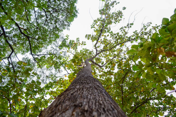 istock Low angle shot of a big tree with many branches. 1296091851