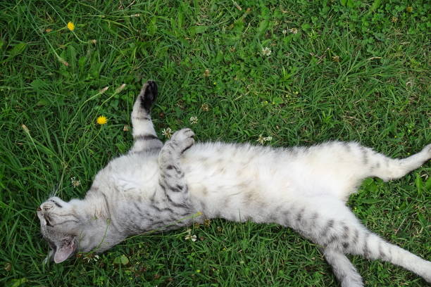 istock Cat in the strangest positions 1296091888