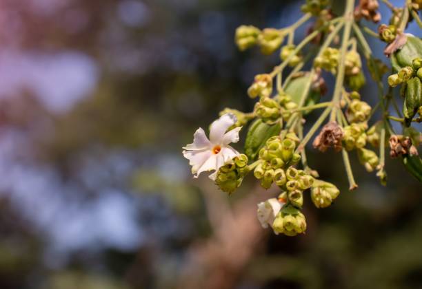 istock Shiuli Flower or Night Flowering Jasmine with Selective Focus and Copy Space, Also Known as Hengra Bubar or Parijat, Perfect for Wallpaper 1296093841