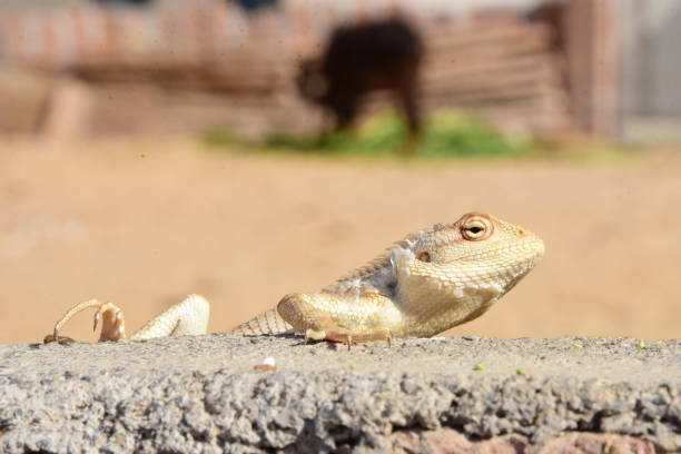 istock A chameleon sitting on the wall waiting to eat 1296094581