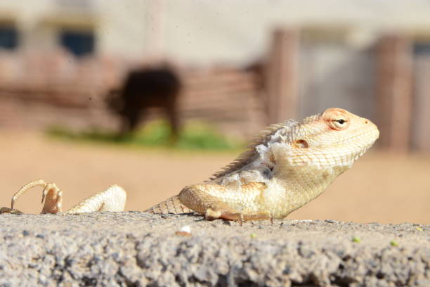 istock A chameleon sitting on the wall waiting to eat 1296094598