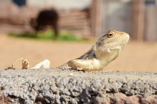 A chameleon sitting on the wall waiting to eat
