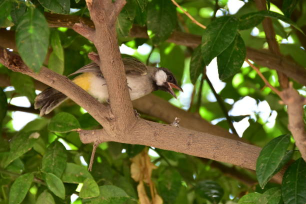istock A bird sitting on a tree branch waiting to eat 1296094631