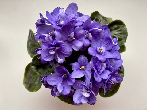 Flower bed with Common violets (Viola Odorata) flowers in bloom, traditional easter flowers, flower background, easter spring background. Close up macro photo, selective focus. Ideal for greeting festive postcard.