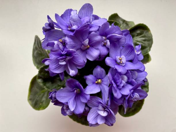 African Violets High angle closeup view of beautiful vibrant purple African Violet flowers and leaves growing in a pot. Pale off white background african violet stock pictures, royalty-free photos & images
