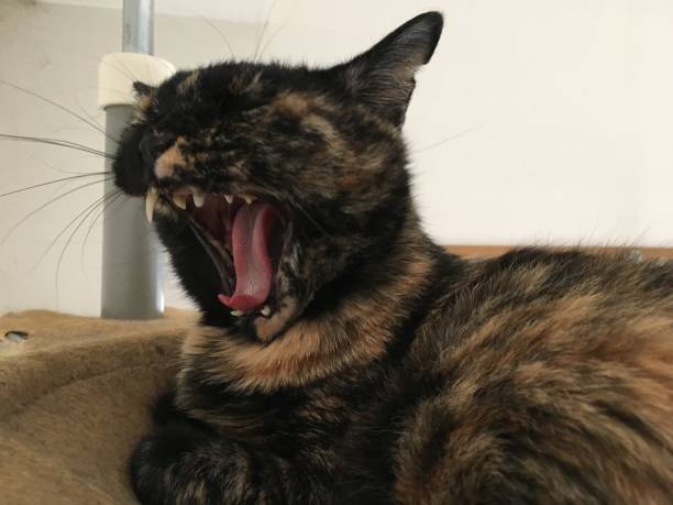 istock the sleepy adorable tortoiseshell cat' yawn 1296095902