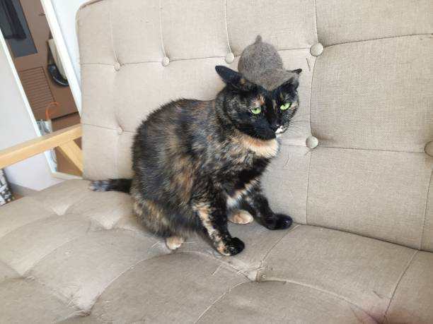 istock the sleepy adorable tortoiseshell cat with a hut 1296095946