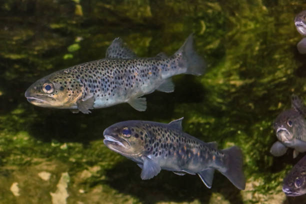 the river trout or brown trout. - brown trout imagens e fotografias de stock