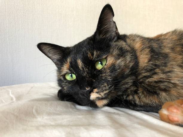istock the sleepy adorable tortoiseshell cat 1296096577