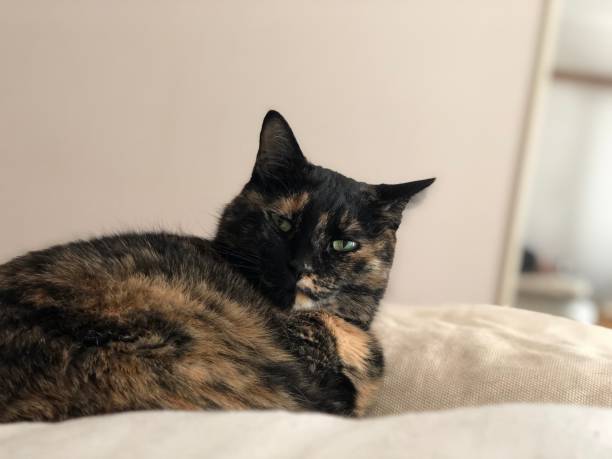 istock the sleepy adorable tortoiseshell cat 1296096665