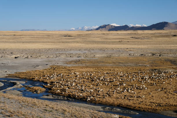 istock A flock of sheep eating grass in Tibet 1296096714