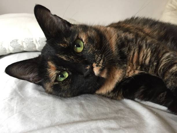 istock the sleepy adorable tortoiseshell cat 1296096718