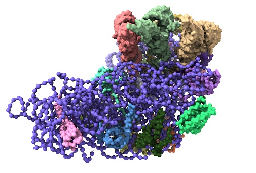 The model shows the 30S ribosome RNA (blue), three tRNA (top), and ribosomal proteins. 3D Gaussian surface model, white background
