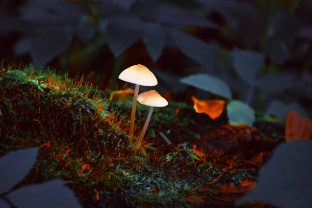 森林灯籠に似た暗い森の中で、幻覚性のあるサイケデリックな妖精のキノコを着色。素晴らしい背景 - magic mushroom psychedelic mushroom fungus ストックフォトと画像