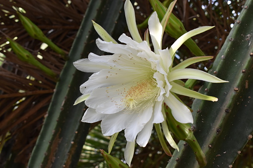 Picture of a San Pedro cactus flower. Around mid-summer, this cacti plant produces white flowers, together with a few edible fruits