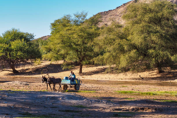 uomini namibiani con i loro asini, visti a sesfontein nella regione di kunene in namibia - student outdoors clothing southern africa foto e immagini stock