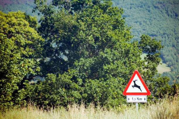 istock Wild animals warning road sign, forest background. 1296098041