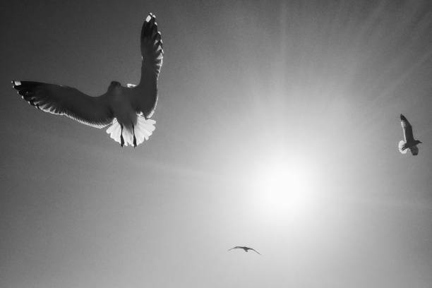 istock Seagulls flying across the Bosphorus 1296098995