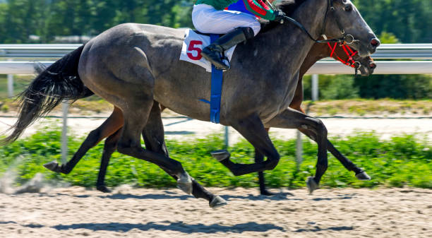 istock Horse race closeup. 1296099019