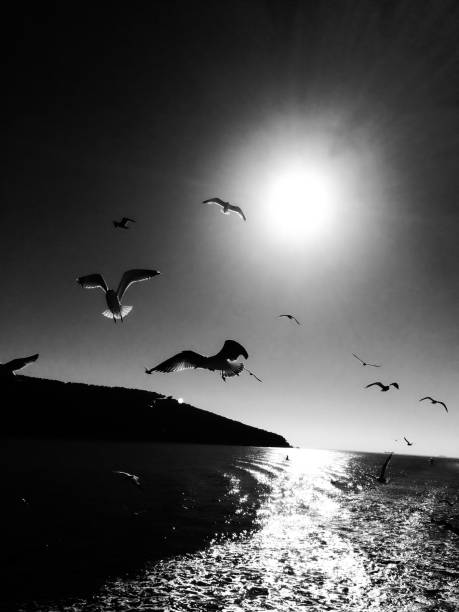istock Seagulls flying across the Bosphorus 1296099025