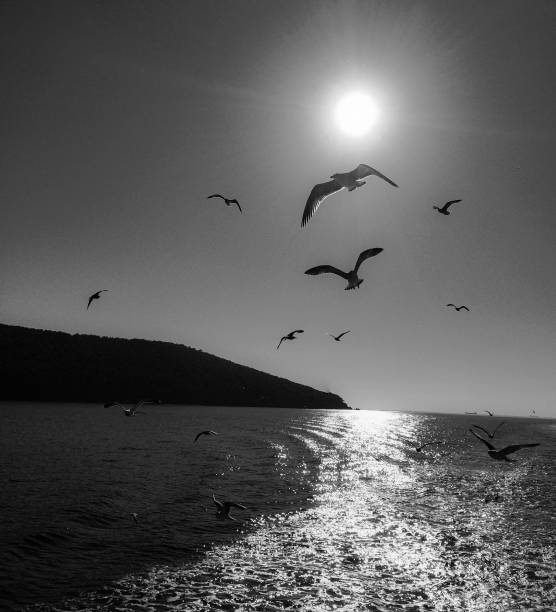 istock Seagulls flying across the Bosphorus 1296099034