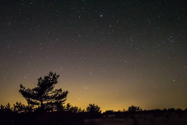 istock night scene, pine tree silhouette on a night sky background 1296100238