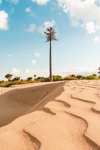istock Beautiful Deserts in Kupang Indonesia 1296103144