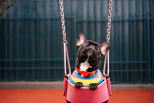 Portrait Of French Bulldog Dog In Swing On Playground Photo taken in Bucharest, Romania dog swing stock pictures, royalty-free photos & images