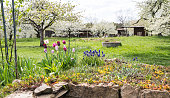 Cute flower bed with tulips and grape hyacinths with slightly fuzzy trees in the background