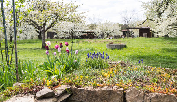 słodkie klomb z tulipanami i hiacyntami winogronowymi z lekko rozmytymi drzewami w tle - field tulip flower tree zdjęcia i obrazy z banku zdjęć