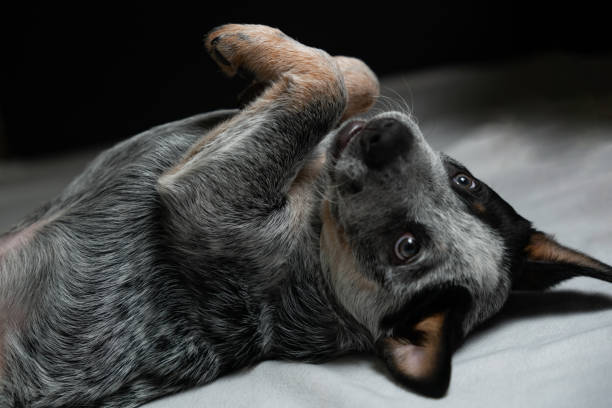 istock The puppy lies on its back with its paws folded 1296105074