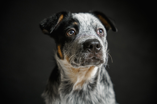 Portrait of a puppy with short hair, looking to the side