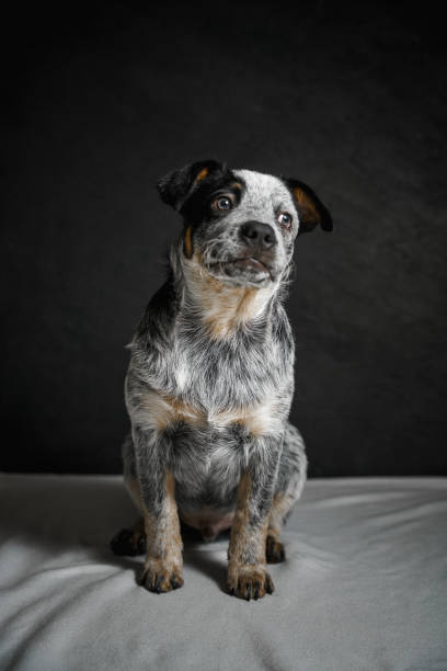 istock Small shorthair puppy sitting on a blanket on a black background 1296105124