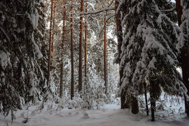 istock Winter in the wildwood. 1296105459